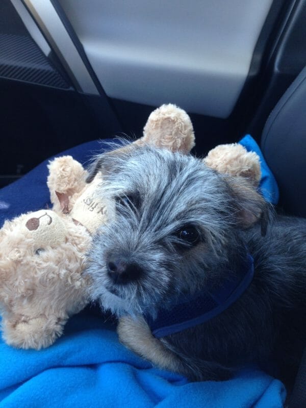A small brown terrier dog with a teddy bear.