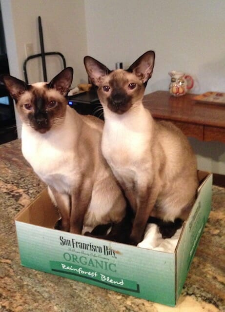Two Siamese cats in a box.