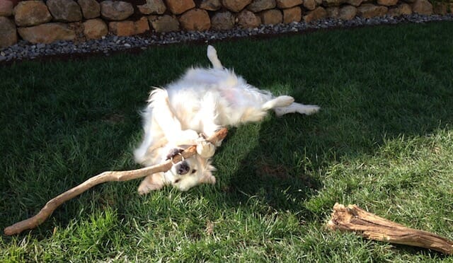 A golden retriever lying on its back on a lawn chewing a stick.