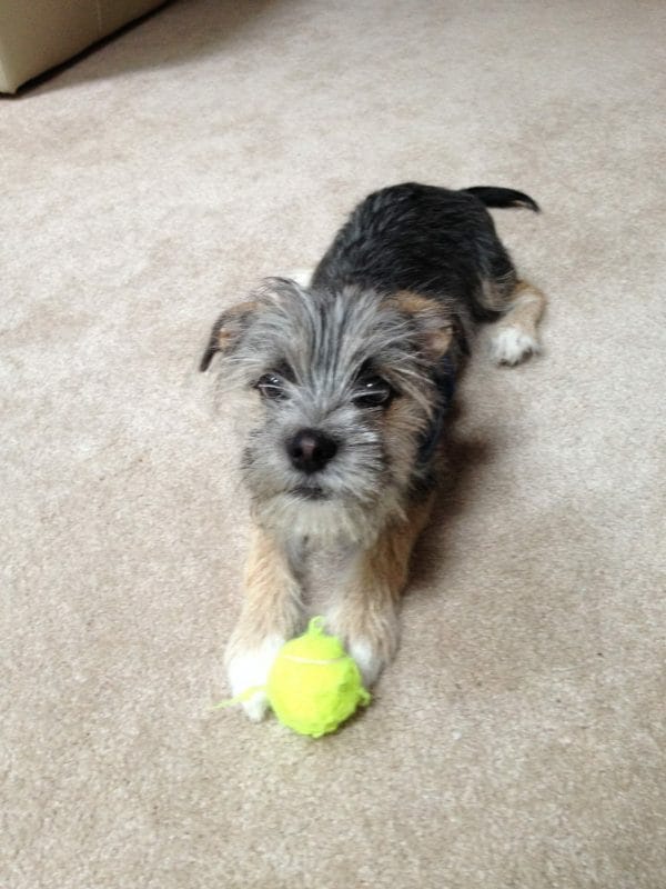 A small grey terrier with a yellow ball toy on a carpet.