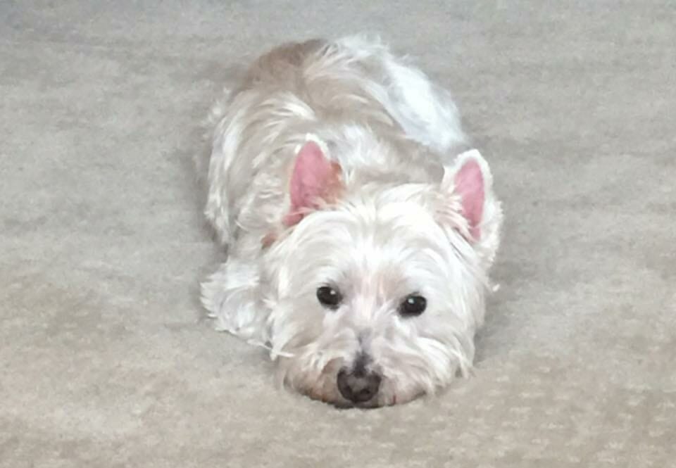 A west highland terrier laying on a carpet.