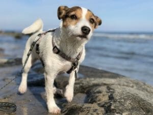 A Jack Russell Terrier on leash walking on the beach.