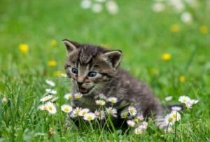 A grey tabby kitten sitting in the grass with mouth open over a bed of daisies.